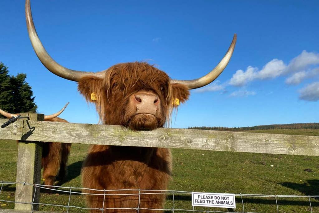 Glampods Glamping Pod - Meet Highland Cows And Sheep Elgin Villa Exterior foto