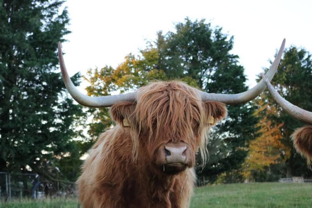 Glampods Glamping Pod - Meet Highland Cows And Sheep Elgin Villa Exterior foto