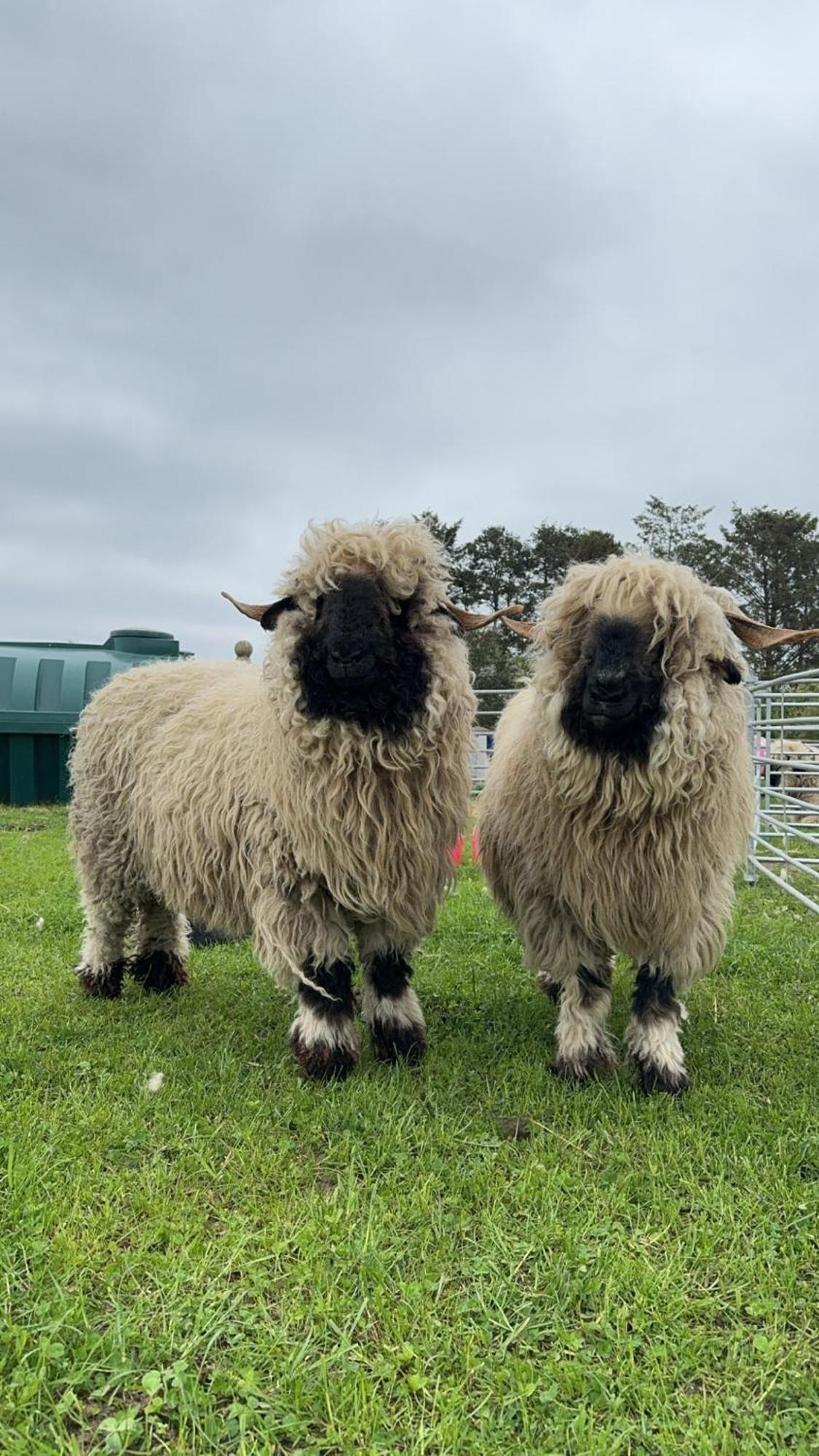 Glampods Glamping Pod - Meet Highland Cows And Sheep Elgin Villa Exterior foto